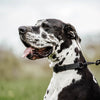 Herm Sprenger Biothane Adjustable Martingale Collar with Stainless Chain