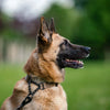 Herm Sprenger Biothane Adjustable Multi-Leash - 91 Inches
